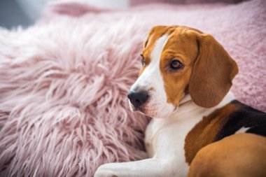 Kabarık pembe yastık üzerinde oturma odasında kanepede Beagle köpek aittir