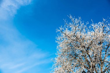 Ağaç dalları üzerinde kış mavi gökyüzü arka plan üzerinde beyaz frost. Donmuş ağaç