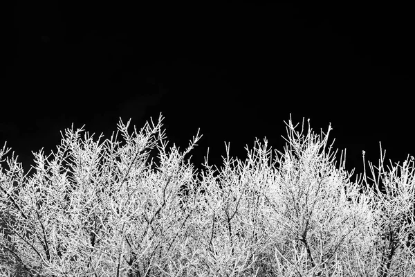 Geada Branca Ramos Árvores Céu Azul Fundo Preto Branco Inverno — Fotografia de Stock