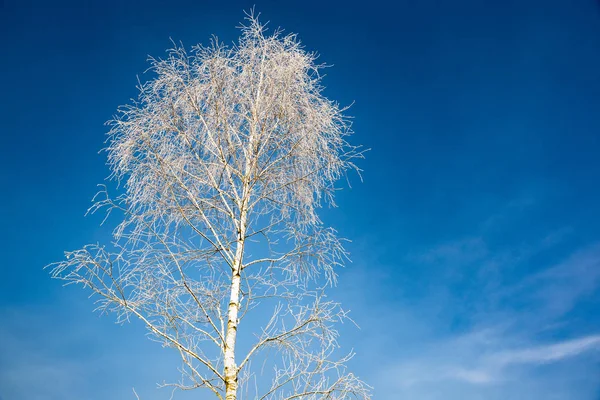 White frost on birch tree branches on blue sky background in winter. Frozen tree