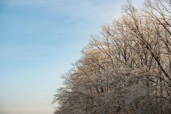 Ağaç Dalları Üzerinde Kış Mavi Gökyüzü Arka Plan Üzerinde Beyaz — Stok fotoğraf