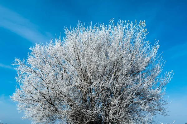 Vit Frost Trädgrenar Blå Himmel Bakgrund Vintern Fryst Träd — Stockfoto