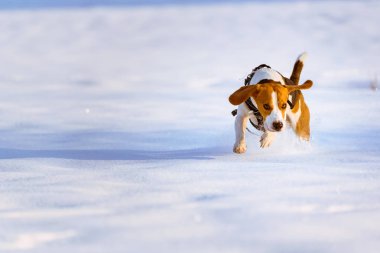 Beagle köpek çalıştırır ve güneşli bir soğuk günde karlı kış sahada oynuyor. Arka plan