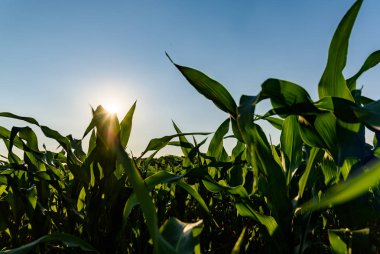 Alan Mısır Güneş tarım güneşin parlaması