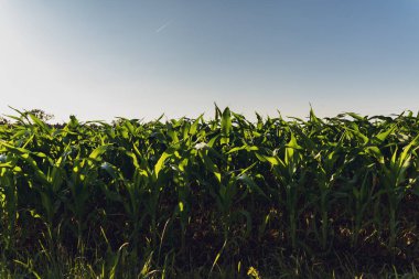 Satır Mısır güneşin tarım