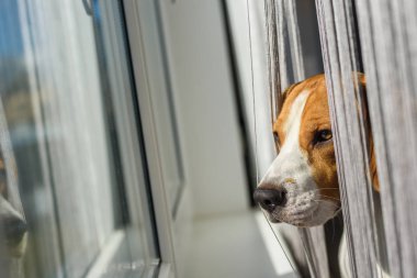 Beagle köpek camdan perdeleri arıyorum. Güneş Güz odasındaki pencereden.