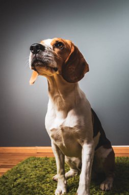 Beagle köpek arıyorum yeşil bir halı üzerinde oturan gri arka plan üzerinde yaptı