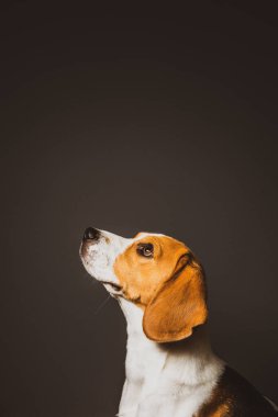 Beagle köpek ararken ekranın alt kısmında bir gri arka plan kafasına. Sadece kafa