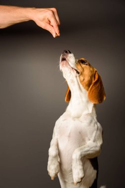 Beagle köpek arka ayakları üzerinde duran, yukarı doğru seyir gri arka plan üzerinde