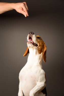 Beagle köpek arka ayakları üzerinde duran, yukarı doğru seyir gri arka plan üzerinde