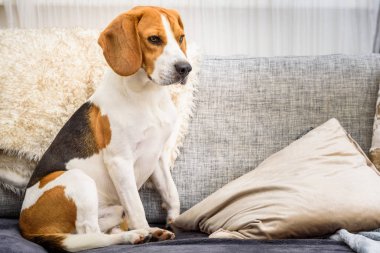 Oturma odasında bir kanepede oturan beagle köpek