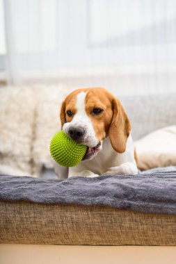 Beagle köpek bir kanepe oynarken üzerinde yeşil bir top ile