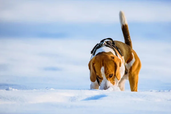 Beagle Perro Corre Juega Campo Nieve Invierno Día Soleado Helado — Foto de Stock