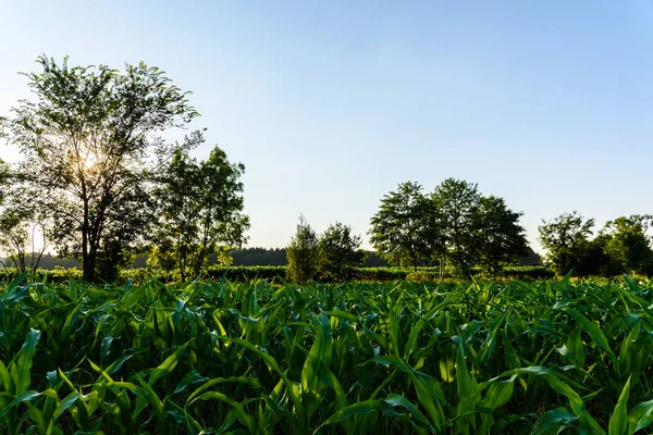 Maisfeld Der Sonne Landwirtschaftlich — Stockfoto