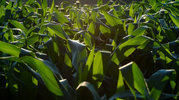 Maisfeld Der Sonne Landwirtschaftlich — Stockfoto