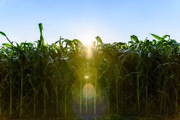 Maisfeld Der Sonne Landwirtschaftliche Sonneneruption — Stockfoto