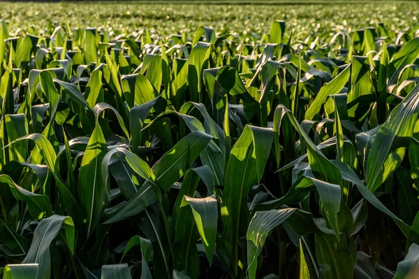 Campo Milho Sol Agrícola — Fotografia de Stock