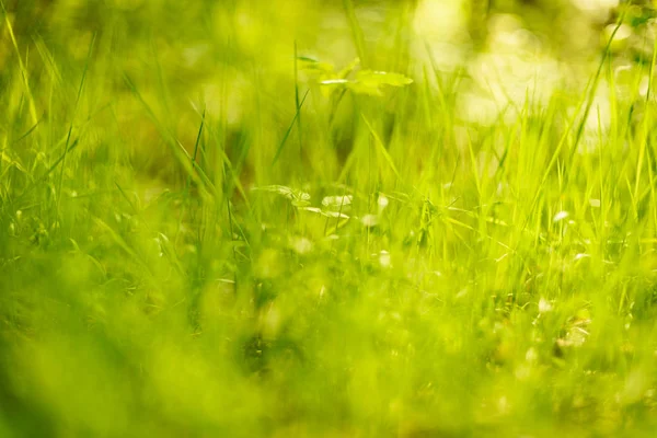 잔디는 배경으로 — 스톡 사진