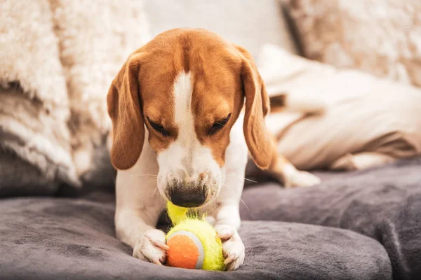 Beagle dog with a ball on a couch ripping toy apart.