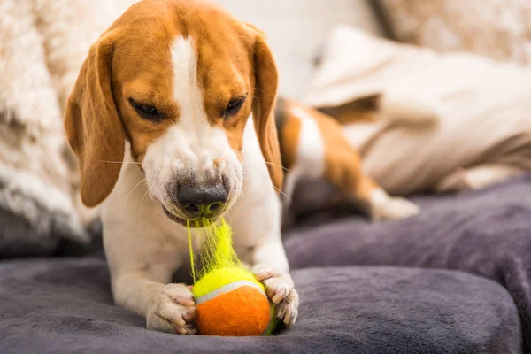 Beagle köpek oyuncak ayrı müthiş bir kanepede topuyla.