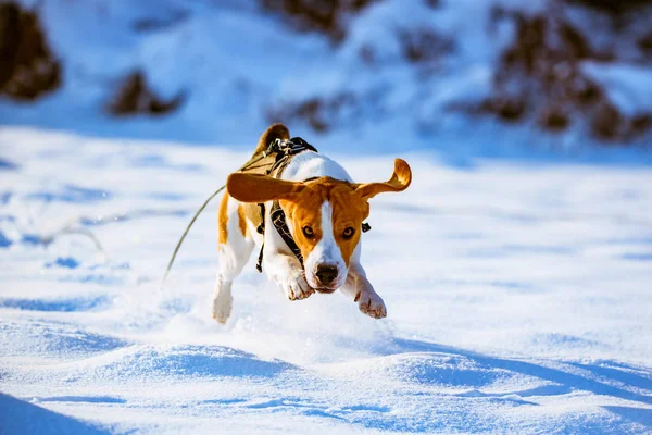 Beagle köpek Kış güneşli günde çalıştırmak atlar ve derin karda oynamak