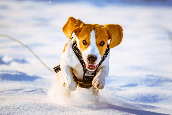 深い雪晴れた冬の日を走っているかわいいビーグル犬 — ストック写真