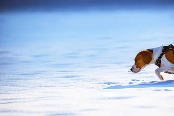 Beagle Perro Corre Juega Campo Cubierto Nieve Soleado Día Invierno — Foto de Stock