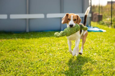 Beagle köpek eğlenceli bahçede açık havada çalıştırın ve düğüm ip kameraya doğru atlamak. Güneşli yaz gün