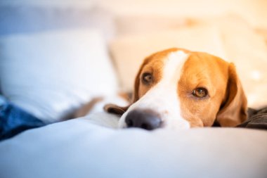 Köpek yorgun kameraya bakarak bir kanepede uyuyor. Beagle Divan.