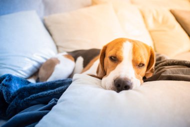 Köpek yorgun bir kanepede uyuyor. Komik poz, kameraya bakıyor. Beagle Divan.