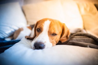 Köpek yorgun bir kanepede uyuyor. Komik poz, kameraya bakıyor. Beagle Divan.