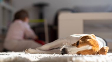 Köpek yorgun bir katta uyuyor. Bebek artalanda çalışır durumda. Beagle güneşte halıda.