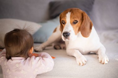 Köpek yorgun yalan divan. Onu yanında bebek oynamak. Beagle güneşte halıda.