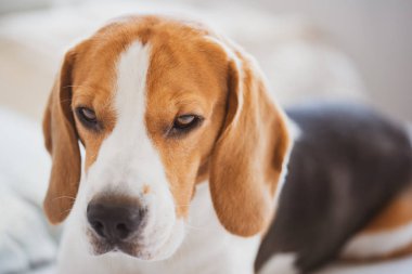 Beagle köpek sahibi, büyük köpek gözlerindeki hüzün bekliyor. Sabırla bekleyen bir kanepede