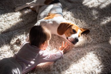 Dog tired sleeps on a floor. Baby reaching dogs head. Beagle on carpet in sun. clipart