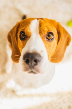 Beagle köpek ile büyük oturur ve kameranın doğru bakarken gözleri