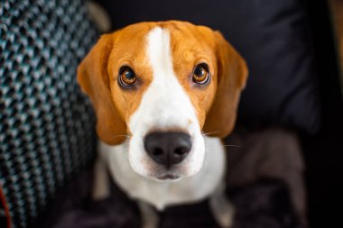 Beagle köpek ile büyük oturur ve kameranın doğru bakarken gözleri