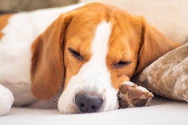 Köpek yorgun bir kanepede uyuyor. Komik poz, kameraya bakıyor. Beagle Divan.