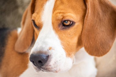 Köpek oturma odasında kanepede. Yakın çekim kafa portre