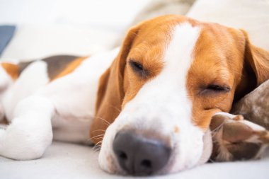 Köpek yorgun bir kanepede uyuyor. Komik poz, kameraya bakıyor. Beagle Divan.
