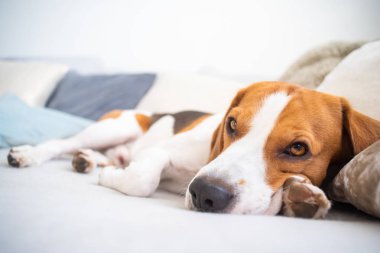 Köpek yorgun bir kanepede uyuyor. Komik poz, kameraya bakıyor. Beagle Divan.