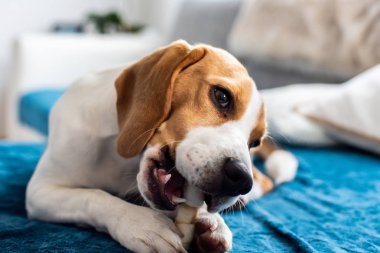 Beagle yavru köpek atıştırmak çiğneme. Bir kemik bir kanepede ısırma