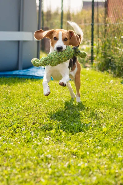 Beagle Koira Hauskaa Puutarhassa Ulkona Ajaa Hypätä Solmu Köysi Kohti — kuvapankkivalokuva