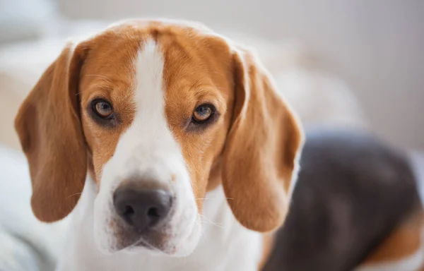 Pies Rasy Beagle Smutek Wielkie Oczy Pieska Cierpliwie Czeka Kanapie — Zdjęcie stockowe