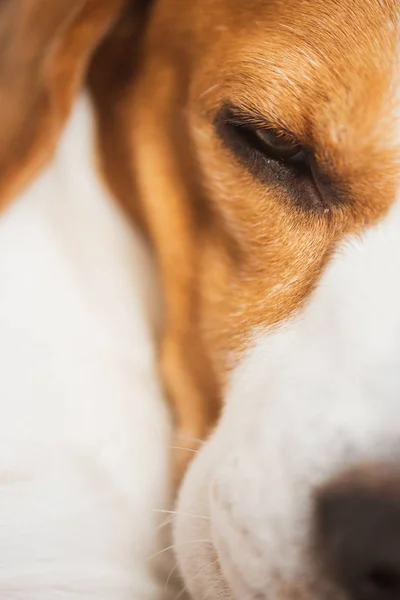 Beagle Perro Durmiendo Primer Plano Disparar Retrato Tres Colores Pura —  Fotos de Stock