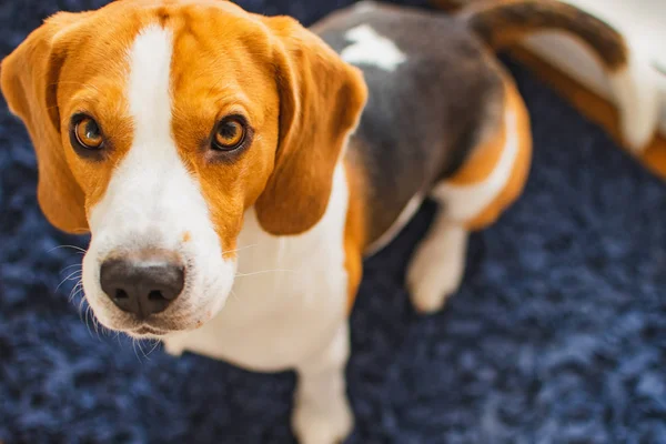 Beagle dog sits on a rug and looking up towards the camera