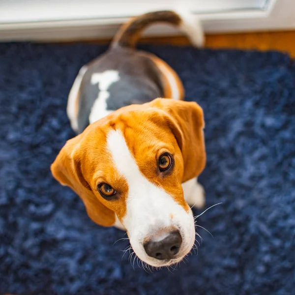 Beagle Pies Siedzi Niebieski Dywan Patrząc Kierunku Kamery — Zdjęcie stockowe