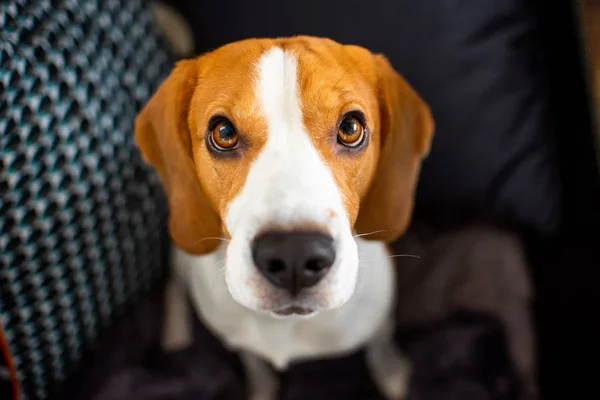 Pies Rasy Beagle Duże Oczy Siada Patrząc Kierunku Kamery — Zdjęcie stockowe