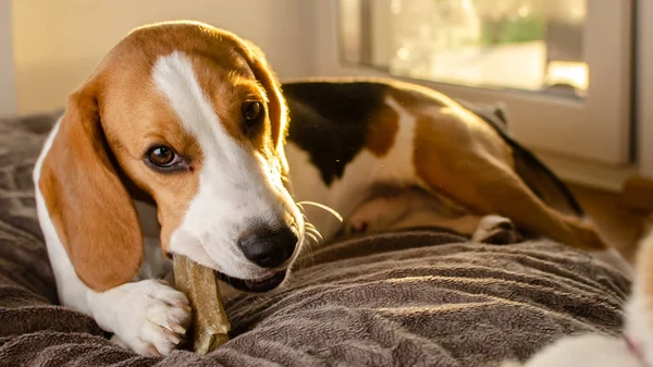 Beagle yavru köpek atıştırmak çiğneme. Bir kemik ısırma