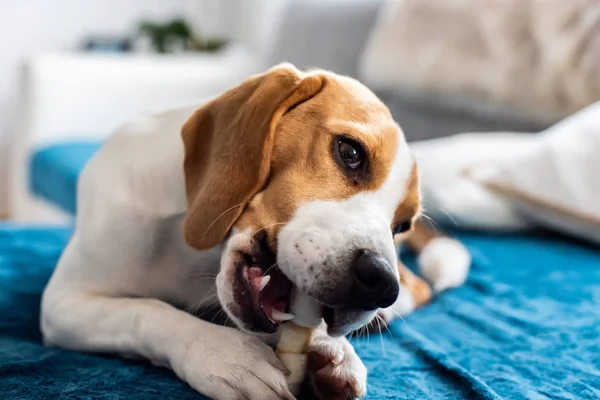 Beagle yavru köpek atıştırmak çiğneme. Bir kemik bir kanepede ısırma